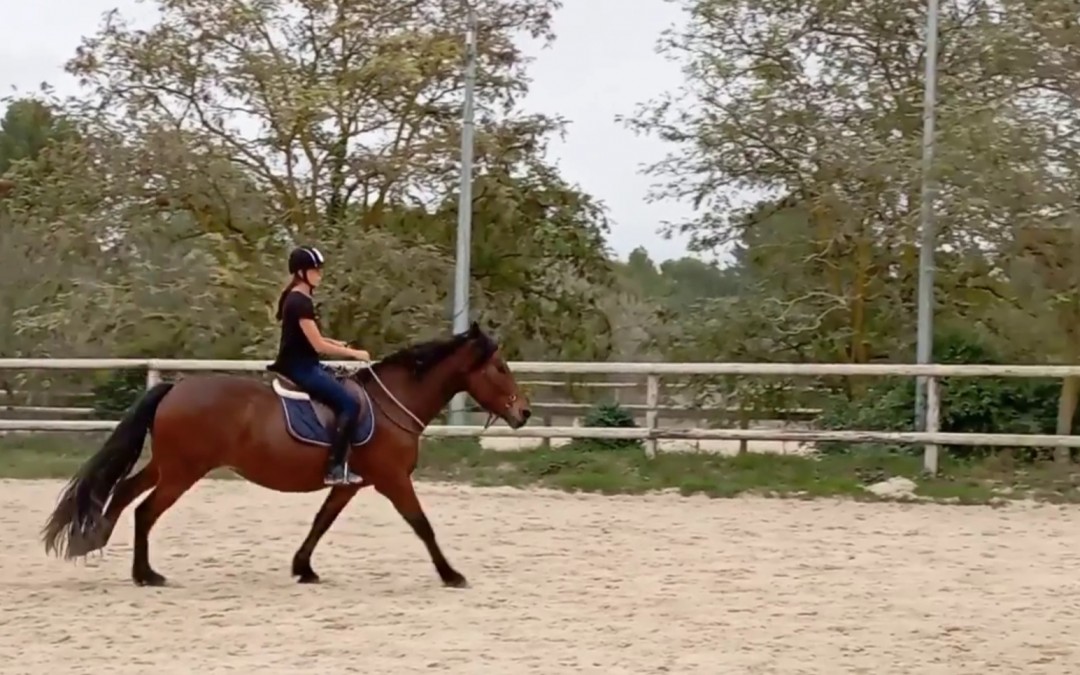 EQUIFEEL